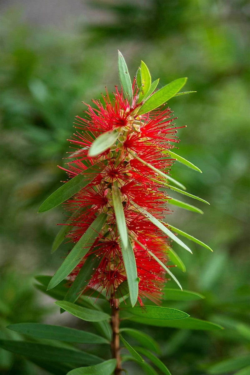 Buy Red Cluster Bottlebrush Callistemon Florida Delivery Only At Root 98 Warehouse For Only 206 28