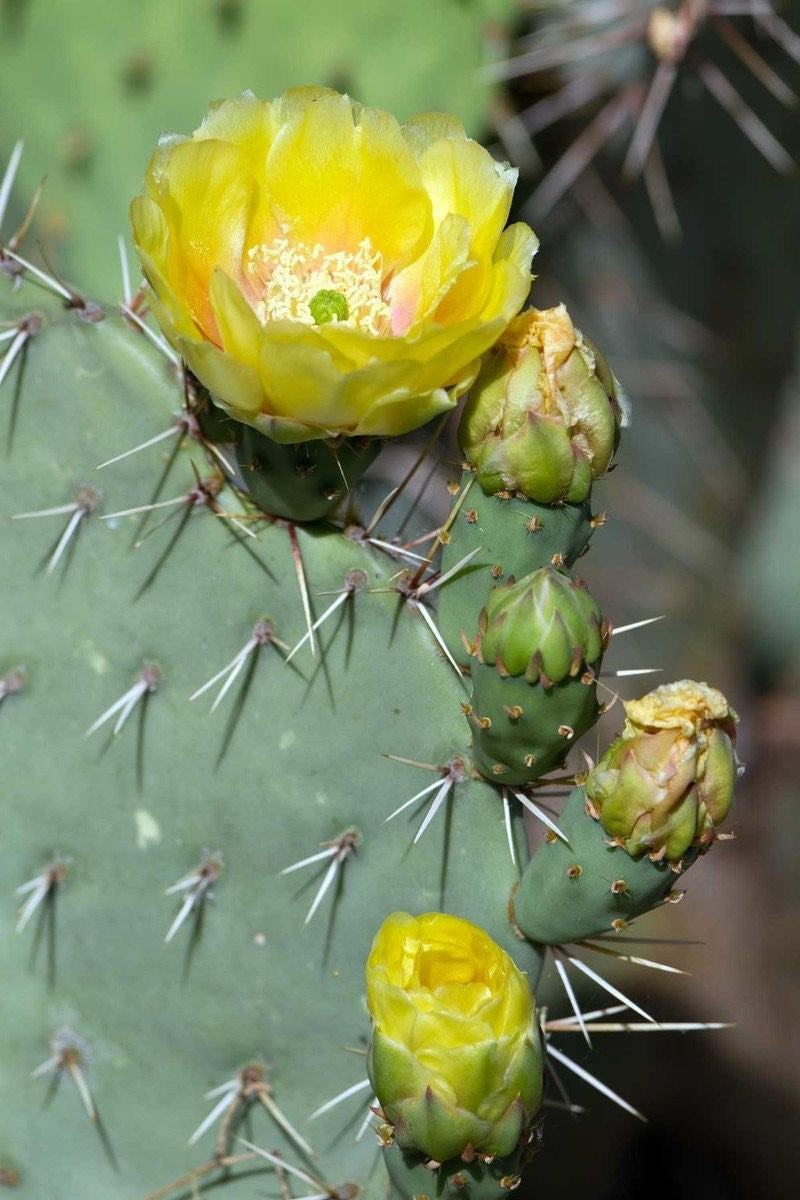 Buy Opuntia Prickly Pear Cactus Assorted Excludes Ca Az Size 4 Pack 3in Pot Live Plant At Root 98 Warehouse For Only 58 99