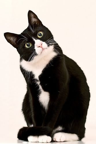 10 Facts About Tuxedo Cats – Waffles the Cat