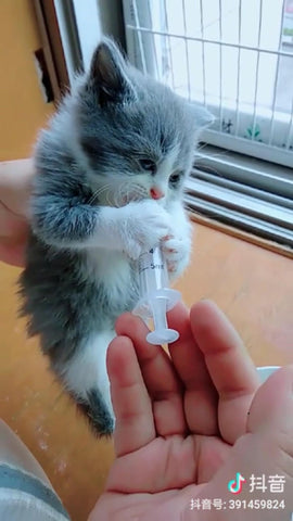 kitten drinking from syringe