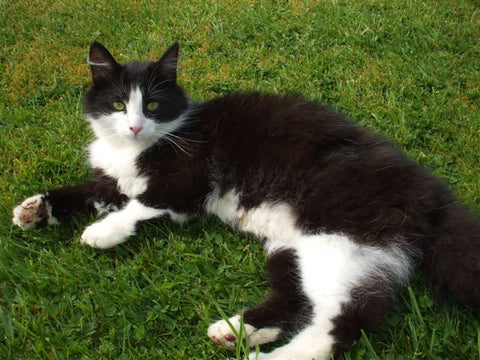 black and white cat