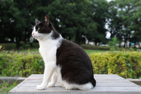 black and white cat