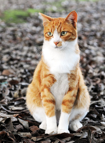 white with orange cat