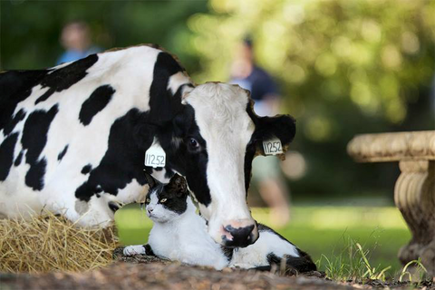 cow with cow cat