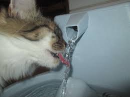 cat water fountain