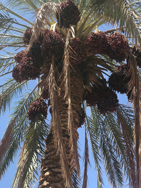 Date Palm