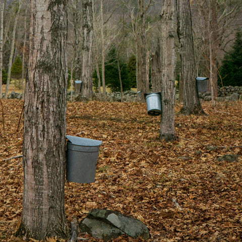 Maple Syrup Tap