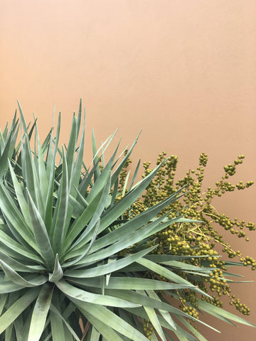 agave