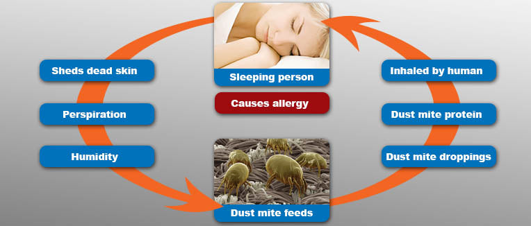 Kill Dust Mites: How to Kick them Out of Your Bed for Good