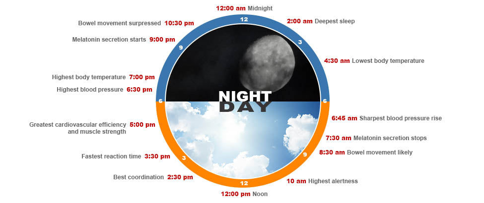 Circadian rhythm