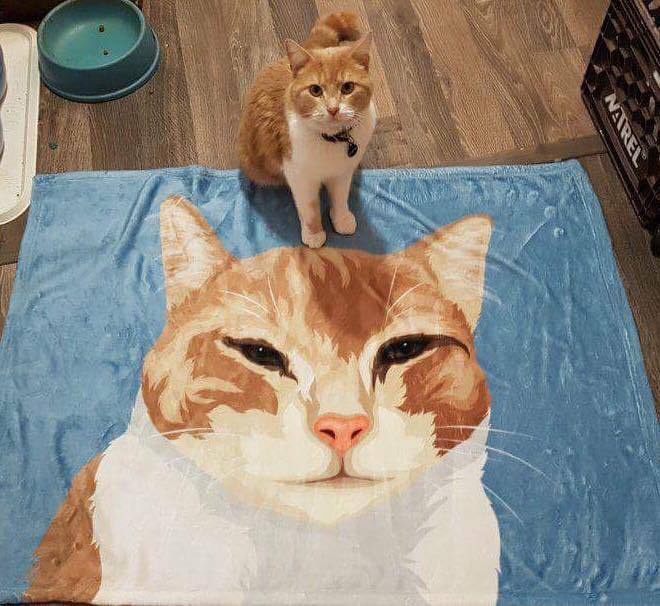 cat blanket