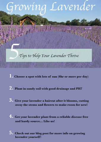 5-Tips-for-growing-lavender