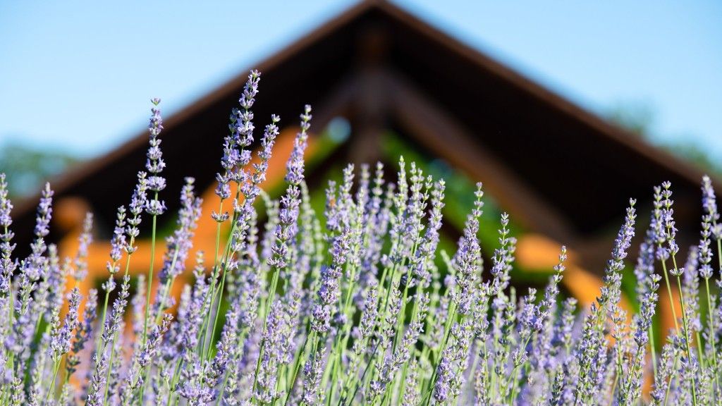 Lavender Field