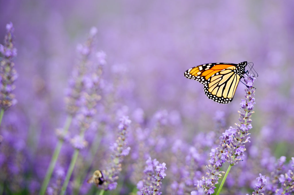 Orange admiral butterfly on lavender