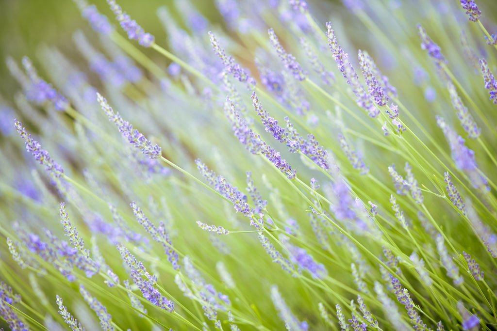 Lavender growing in a field