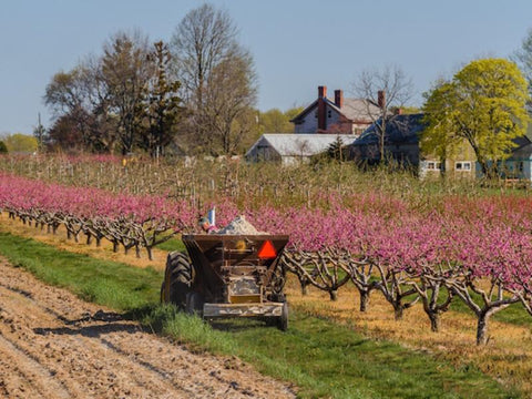 Wickham's Fruit Farm