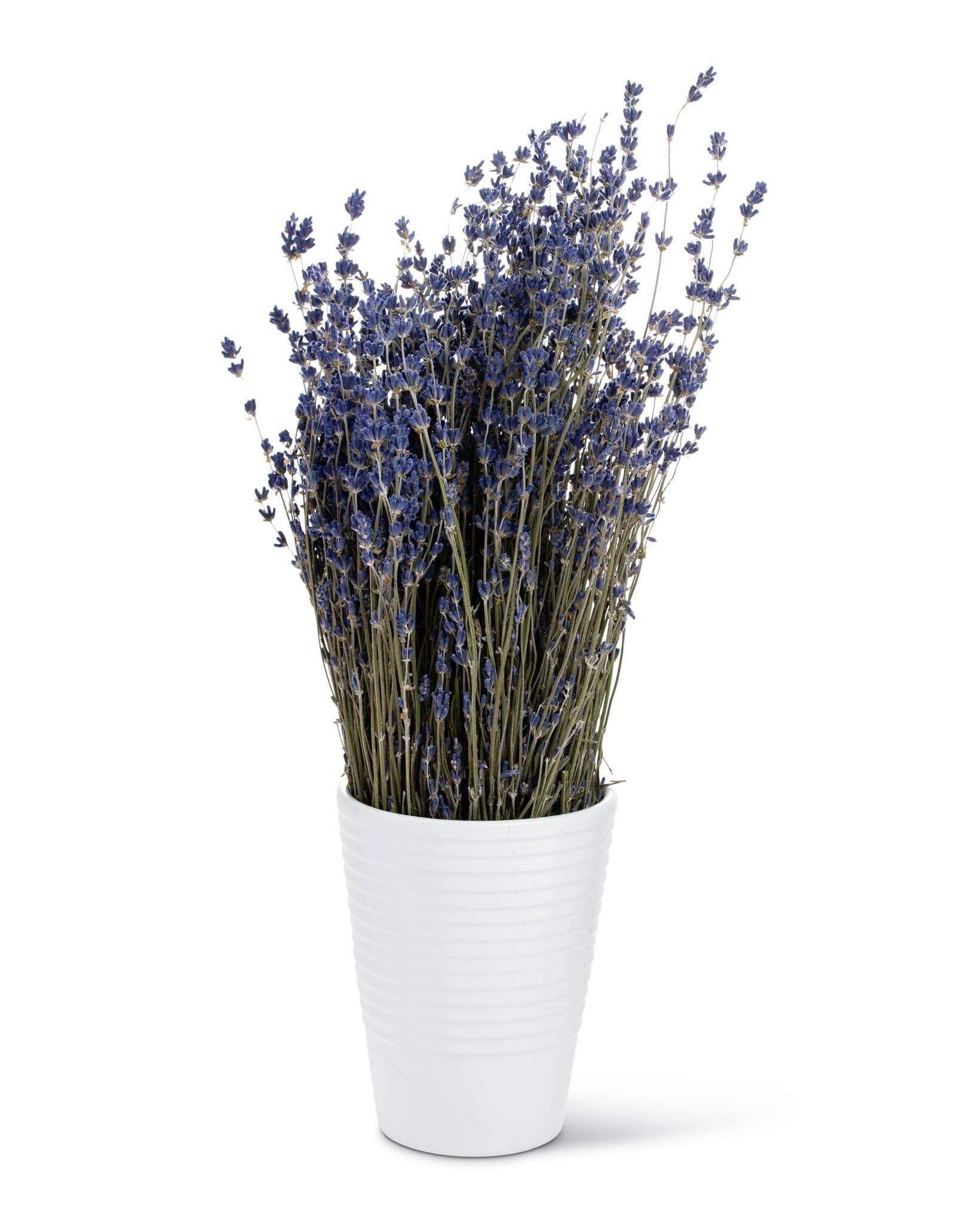 French Dried Lavender Flowers Bunch, Fragrant 100gr