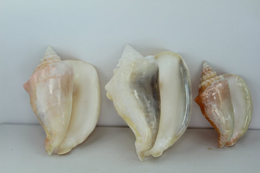 Seashells - Three Florida Shells - Two (2) Tuns & One (1) Bonnet