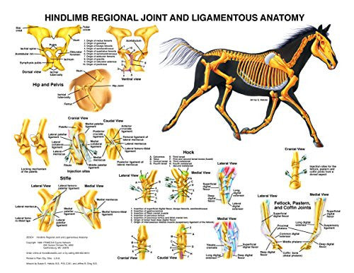 Hindlimb Anatomy Chart Equine Network Store