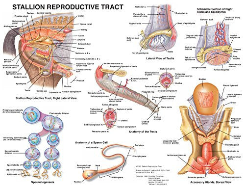 Equine Stallion Anatomy Chart – Equine Network Store