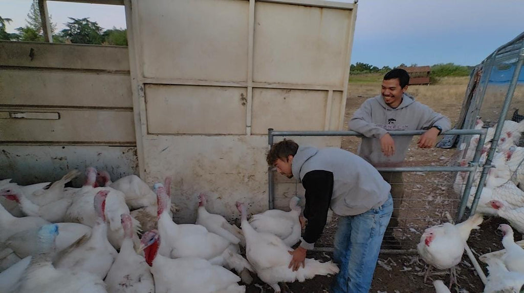 Family Friendly Farms turkey harvest 2023.