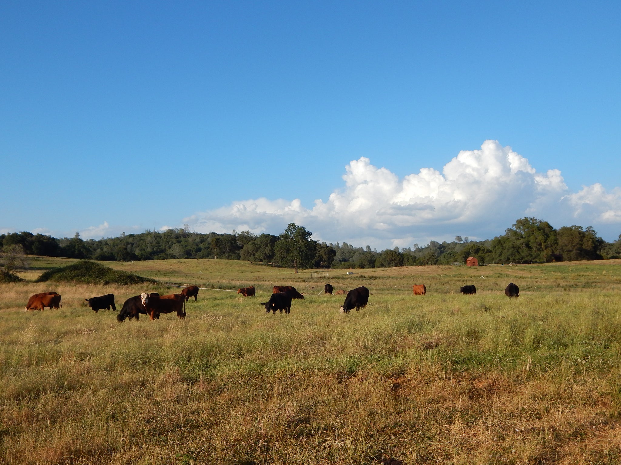 Family Friendly Farms Blog: Raising Healthy Livestock