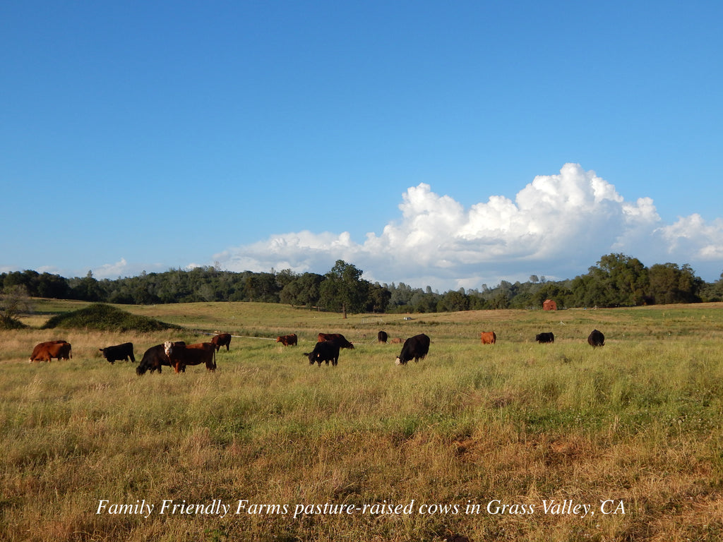 Family Friendly Farms pasture-raised cows in Grass Valley, CA