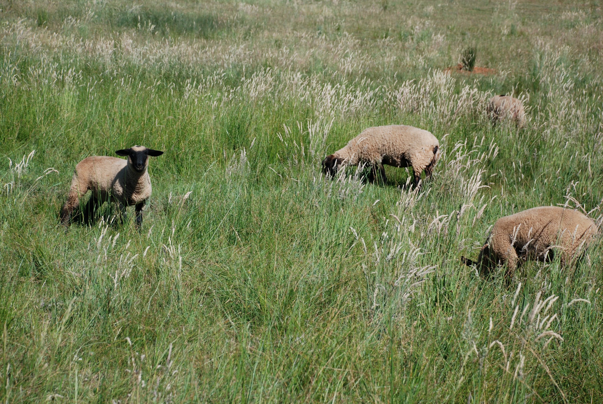 Family Friendly Farms Blog: Raising Healthy Livestock