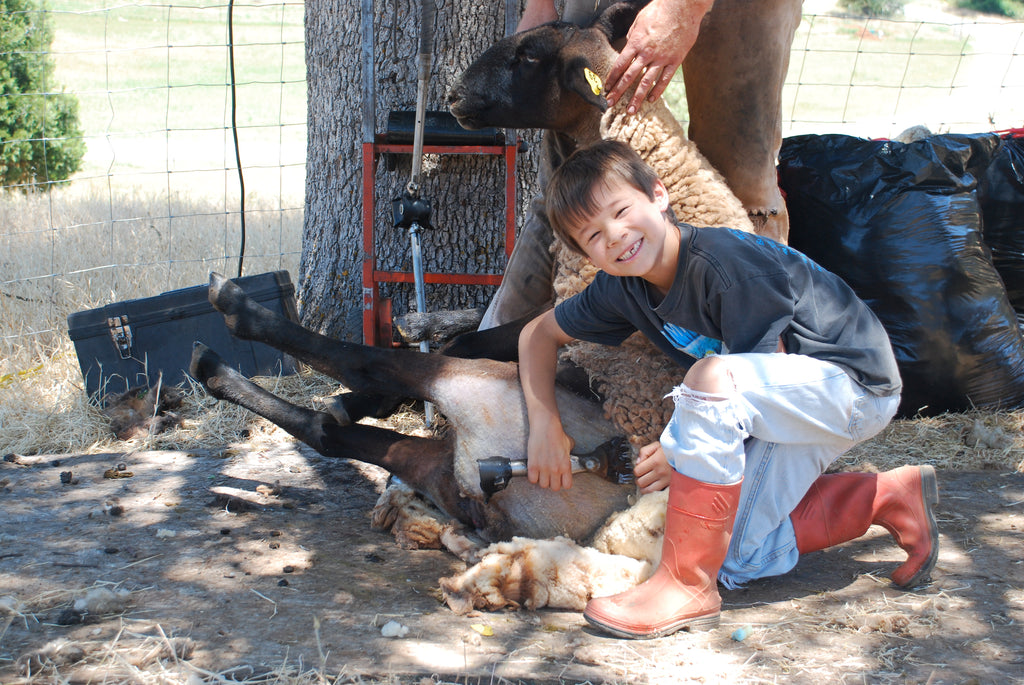 Joseph Zeiter sheering the sheep at Family Friendly Farms