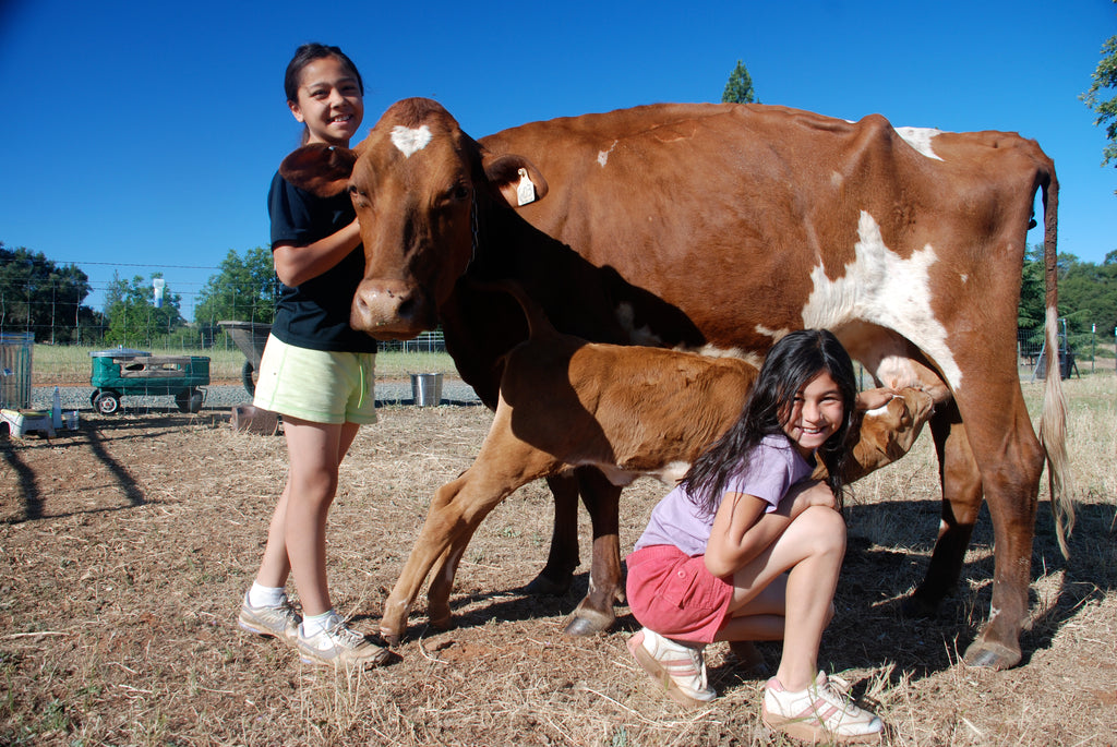 Two young girls smiling with a brown milking cow and her calf at Family Friendly Farms at Our Lady's Ranch in Grass Valley, CA