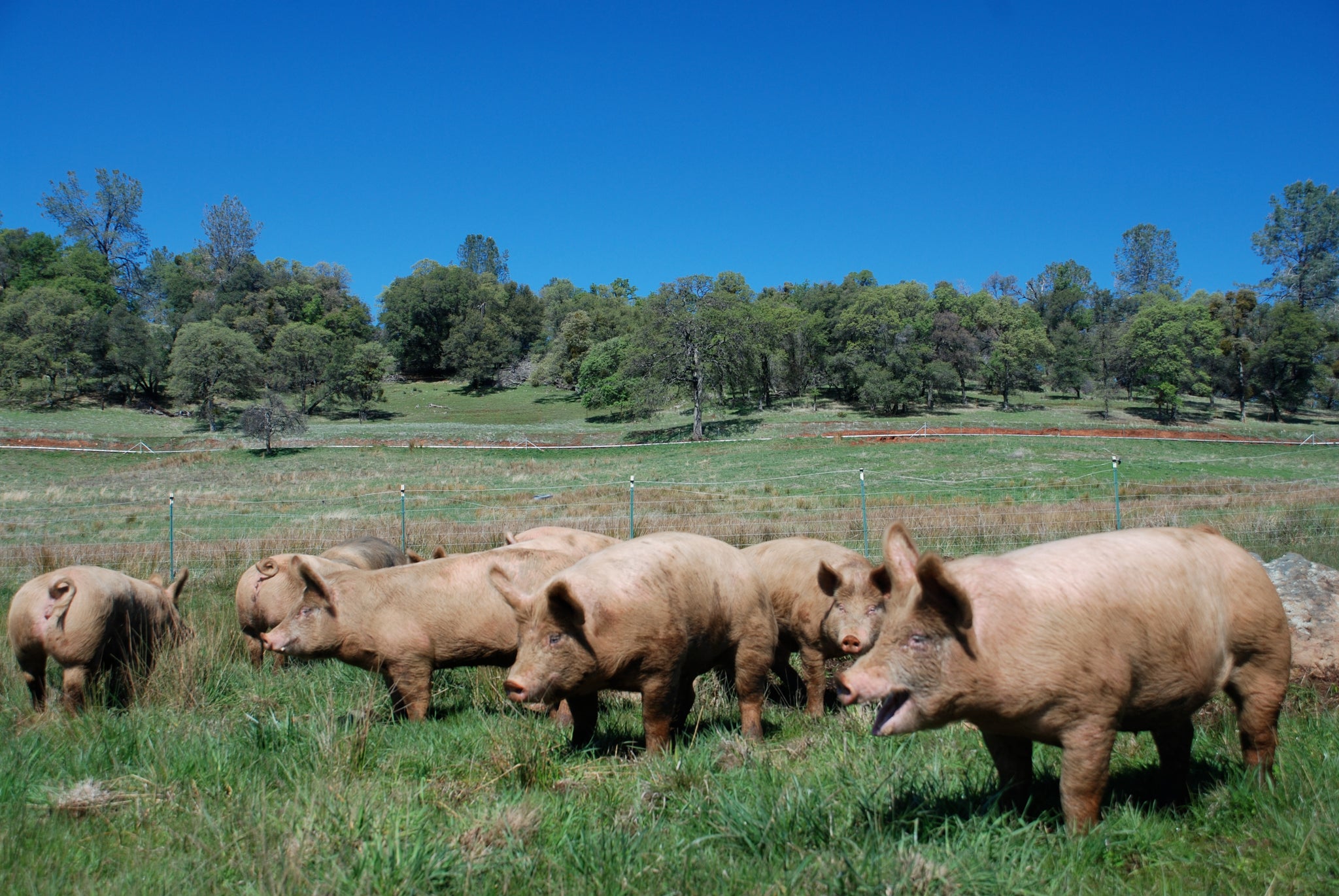 Family Friendly Farms Blog: Raising Healthy Livestock