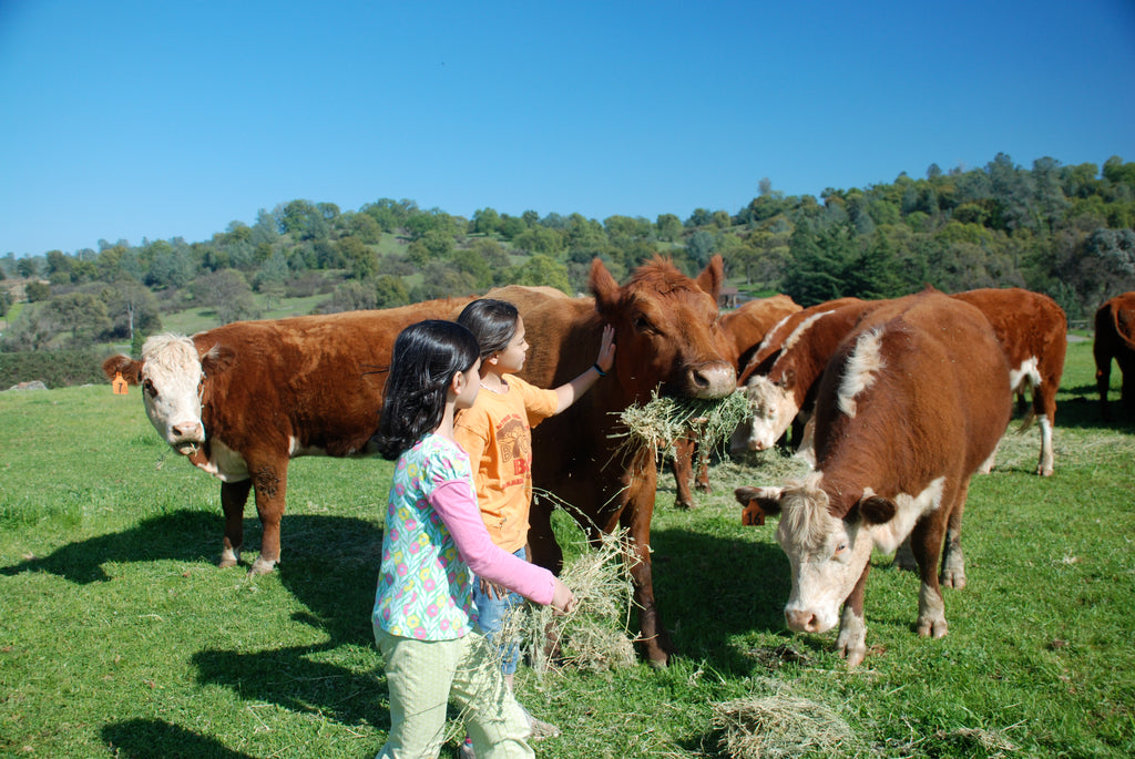 Family Friendly Farms Blog: From Two Cows to an Online Store