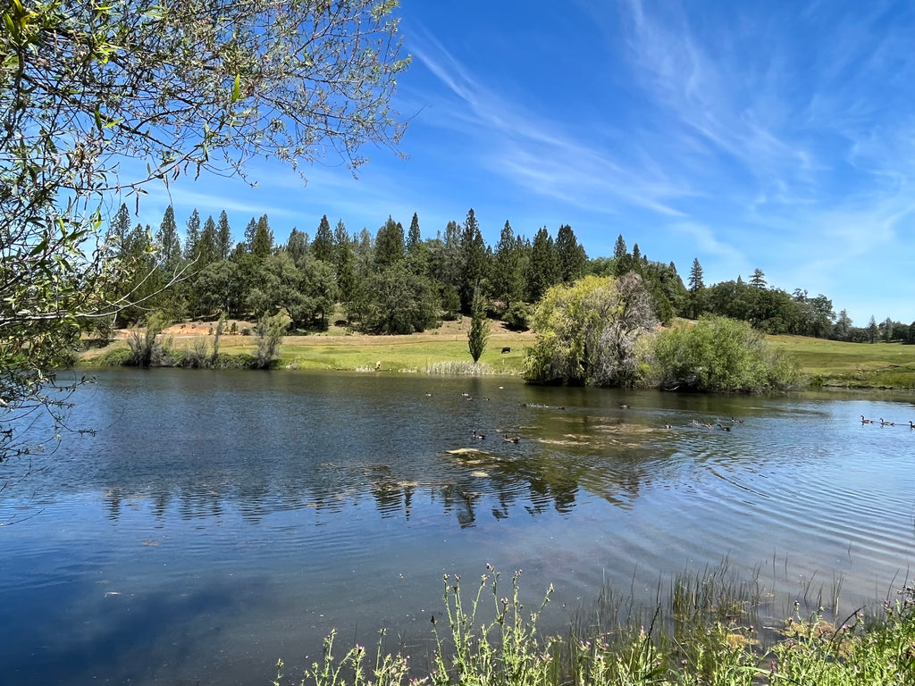 A view of the pond at the Oregon House in California.