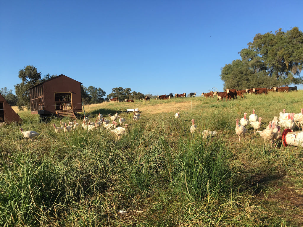 Family Friendly Farms Blog: The Health Benefits of Pasture-Raised Turkey