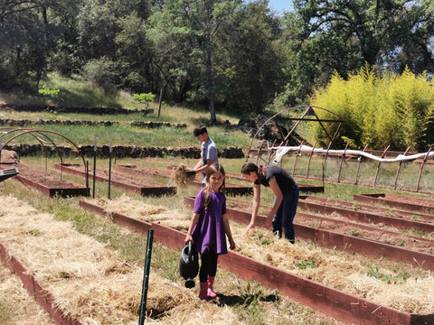 Family Friendly Farms at Our Lady's Ranch in Grass Valley, CA - adults, teens, and kids alike planting the summer garden.