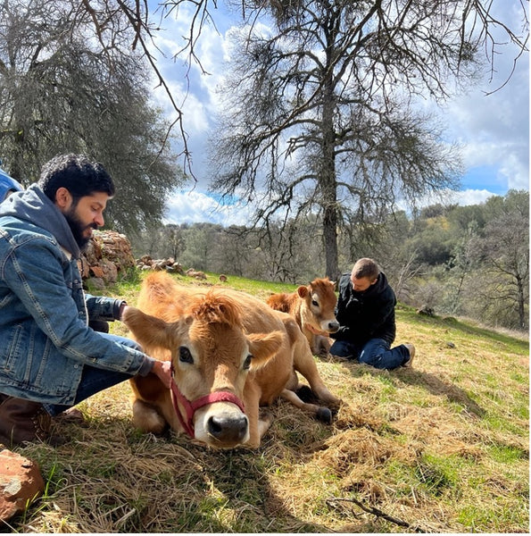 two young men pet a jersey milking cow at our lady's ranch in grass valley, ca