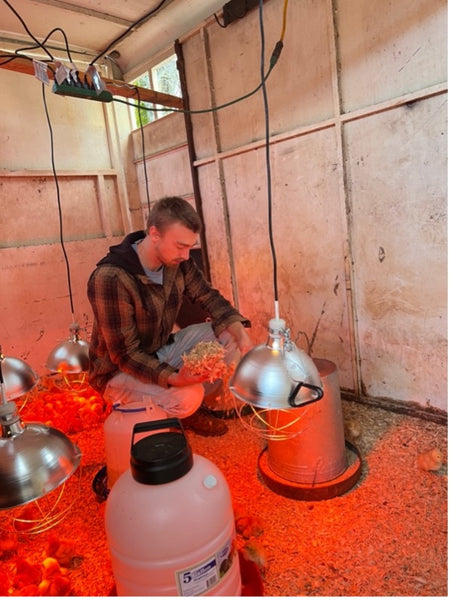 a young man prepares a chick brooder at family friendly farms