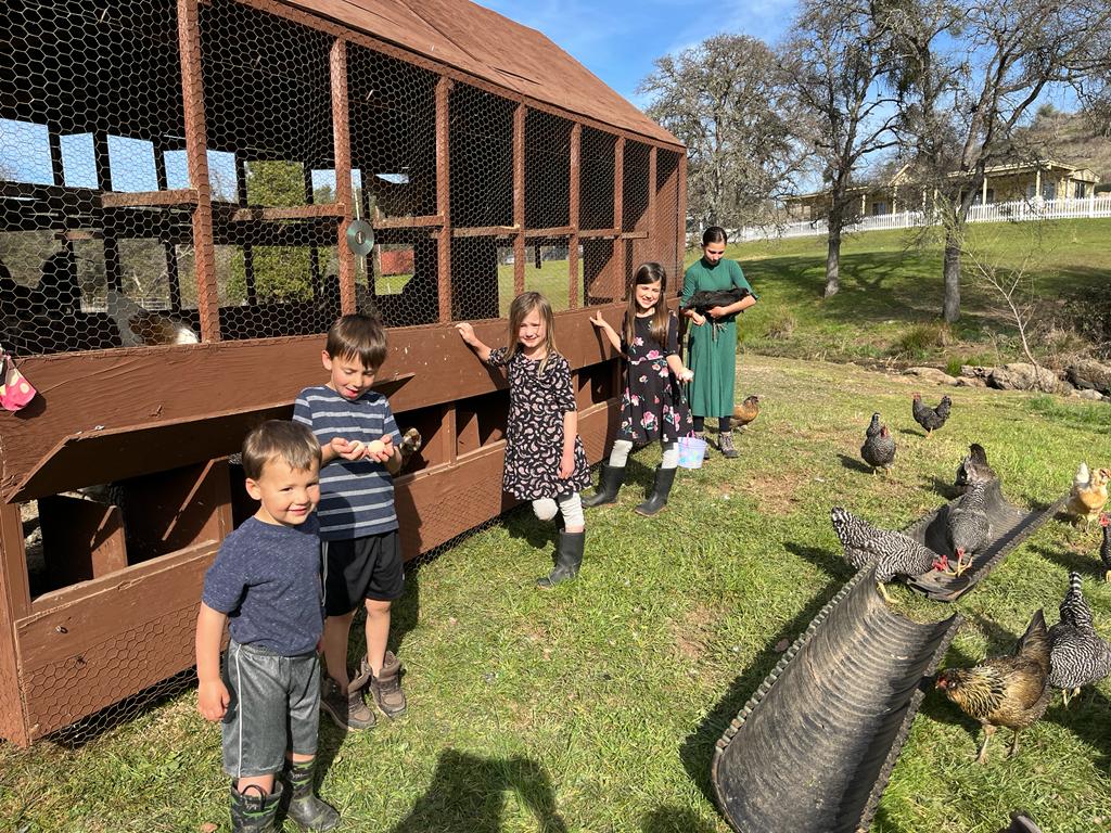 The White Family kids raising laying hens at Our Lady's Ranch. Family Friendly Farms sells sustainable grass-fed beef, pasture-raised pork, meadow-grass lamb, and free-range chicken.