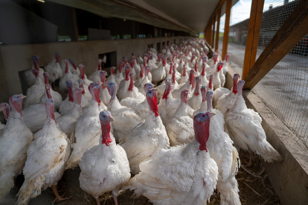 Family Friendly Farms Blog: The Health Benefits of Pasture-Raised Turkey