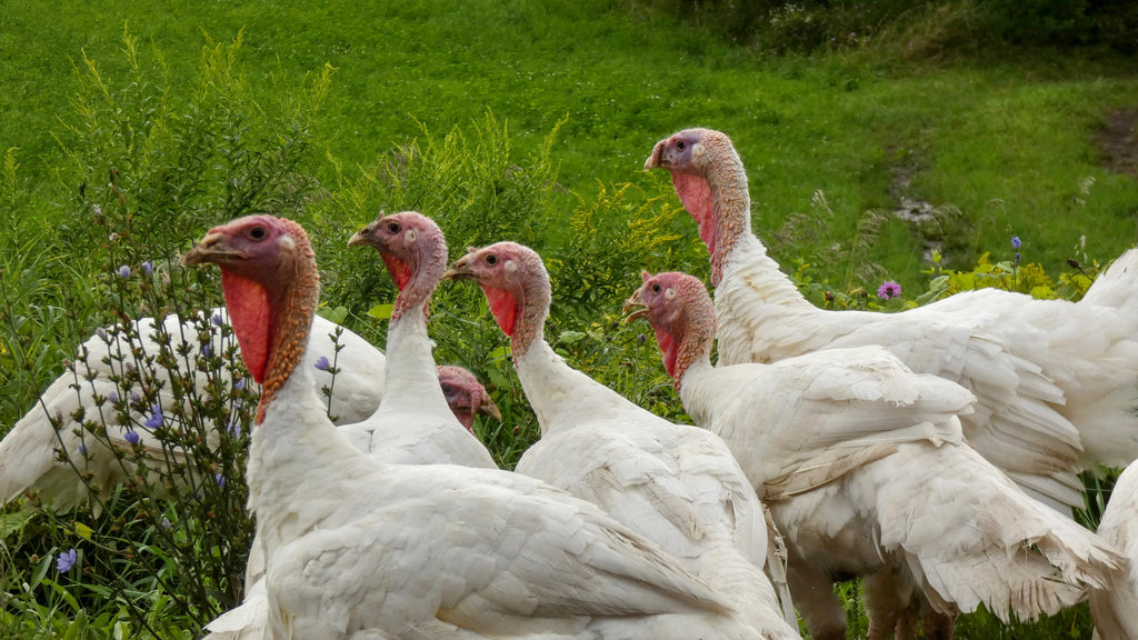 Family Friendly Farms Blog: The Health Benefits of Pasture-Raised Turkey