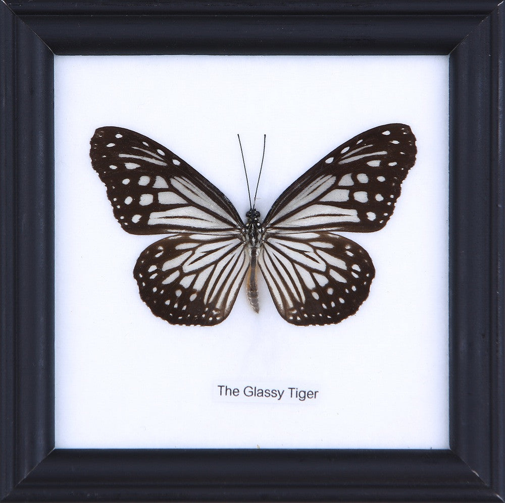 THE GREEN DRAGONTAIL, Real Butterfly Mounted Under Glass, Wall