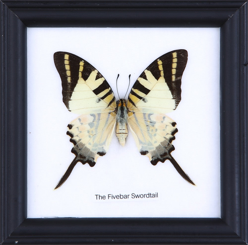 THE SPOT SWORDTAIL, Real Butterfly Mounted Under Glass, Wall Hanging H 