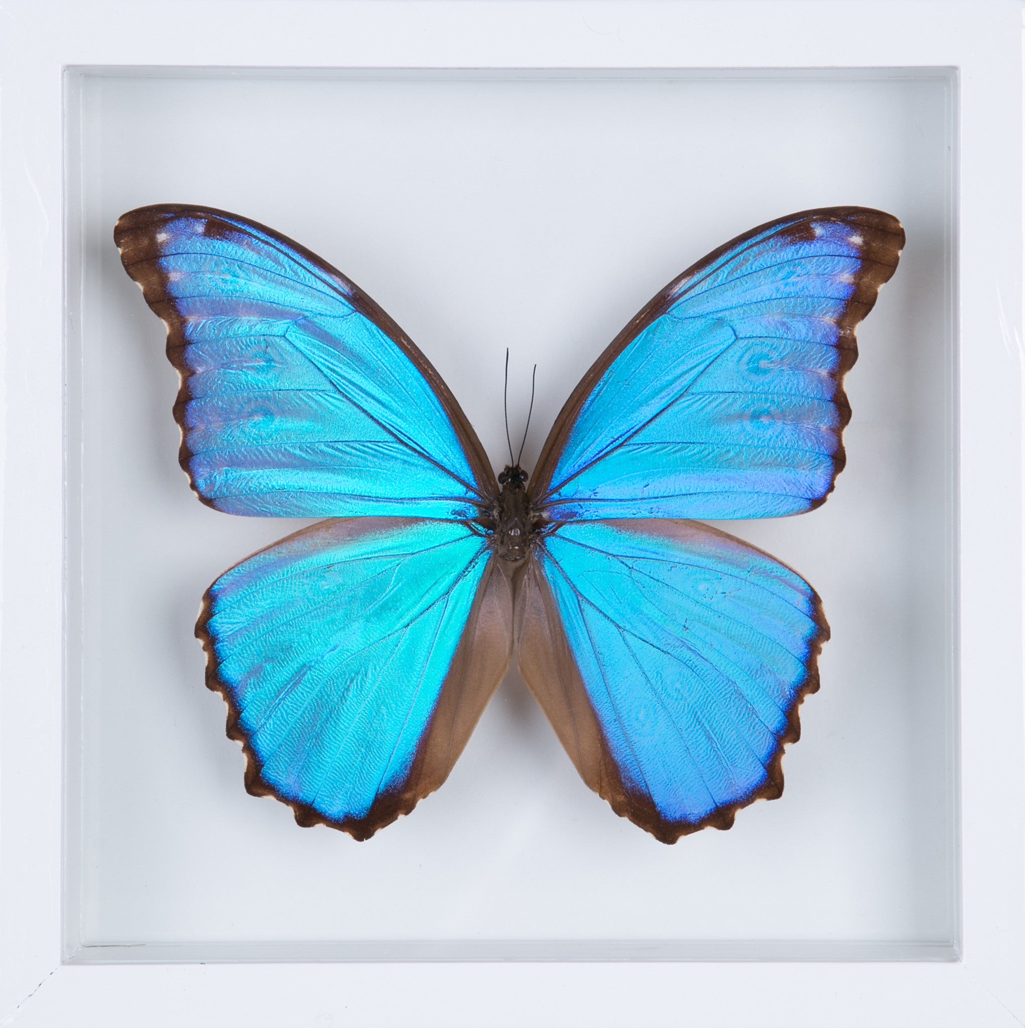 The Giant Blue Morpho Butterfly Frame Morpho Didius Butterfly Taxide Bugs Direct Ltd 