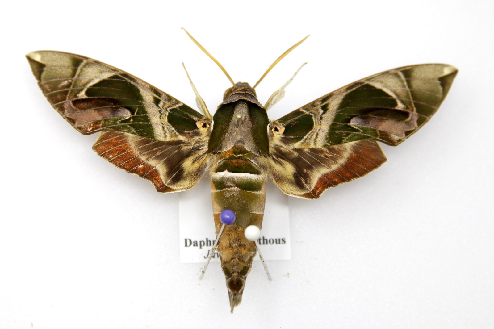 1 x Daphnis nerii, Oleander Hawk-Moth