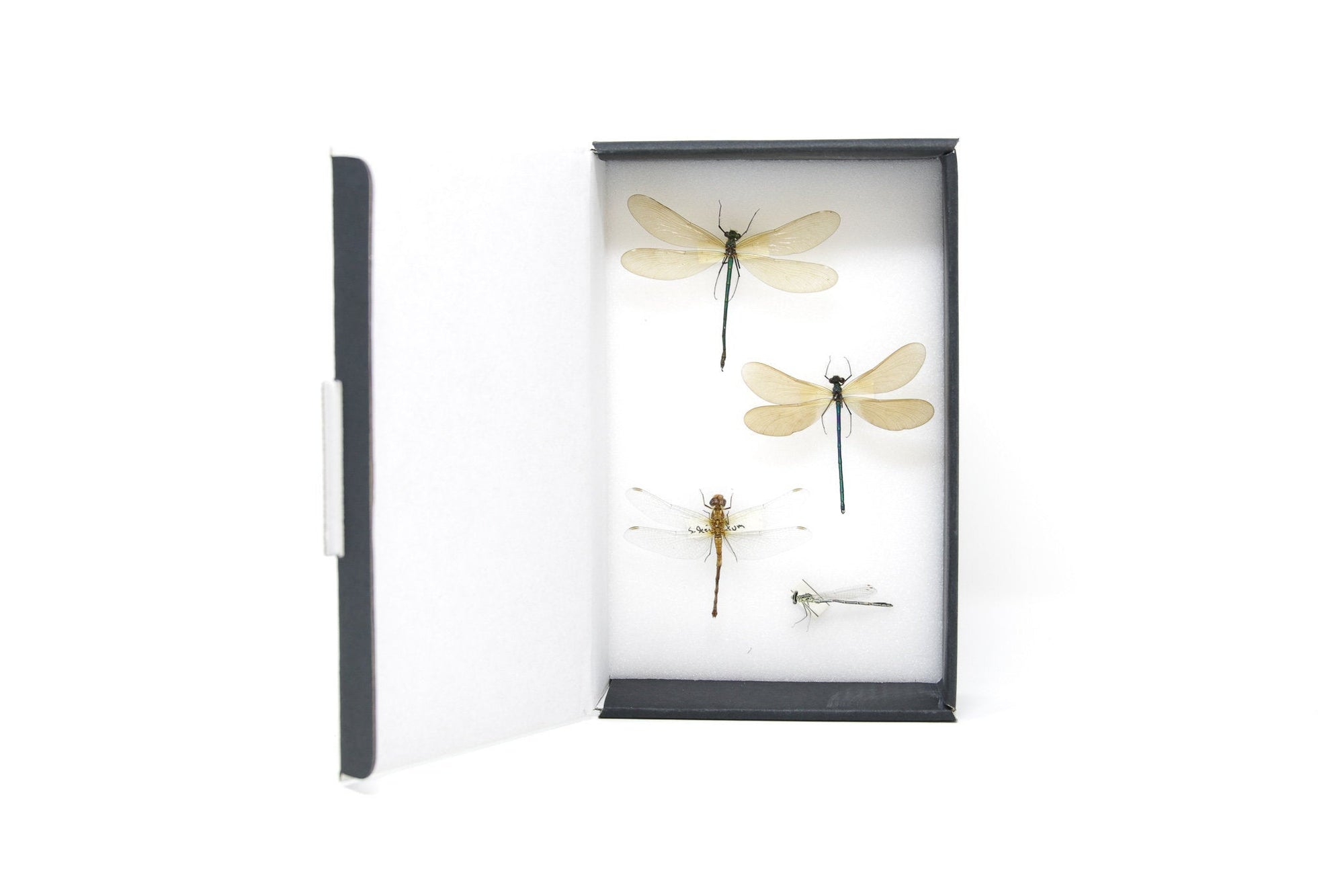 Ex libris Dragonfly Book Stamp Personalized, Insect Bug Floral Twig, in  Gift Box