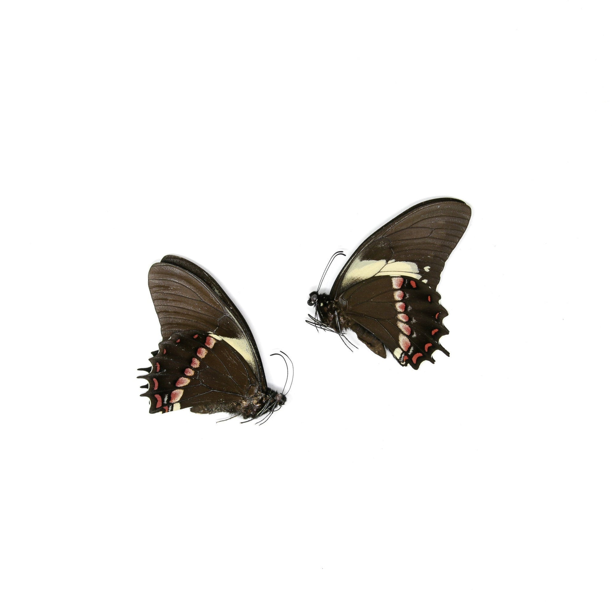 Insect/Butterfly Wing Spreading Strips Vellum Paper – Little