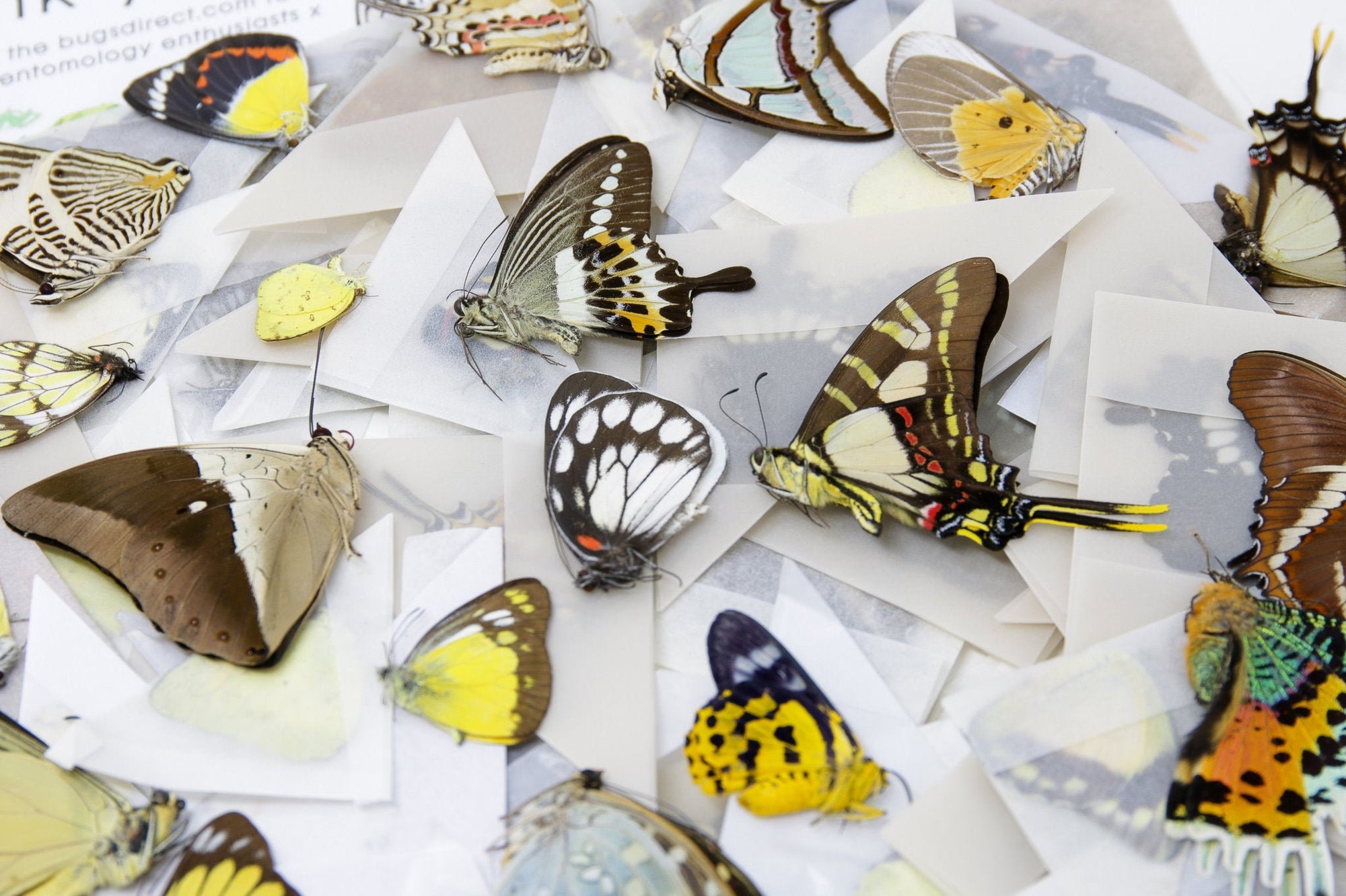 The Butterfly Company: Preserved Dried Butterflies & Insects