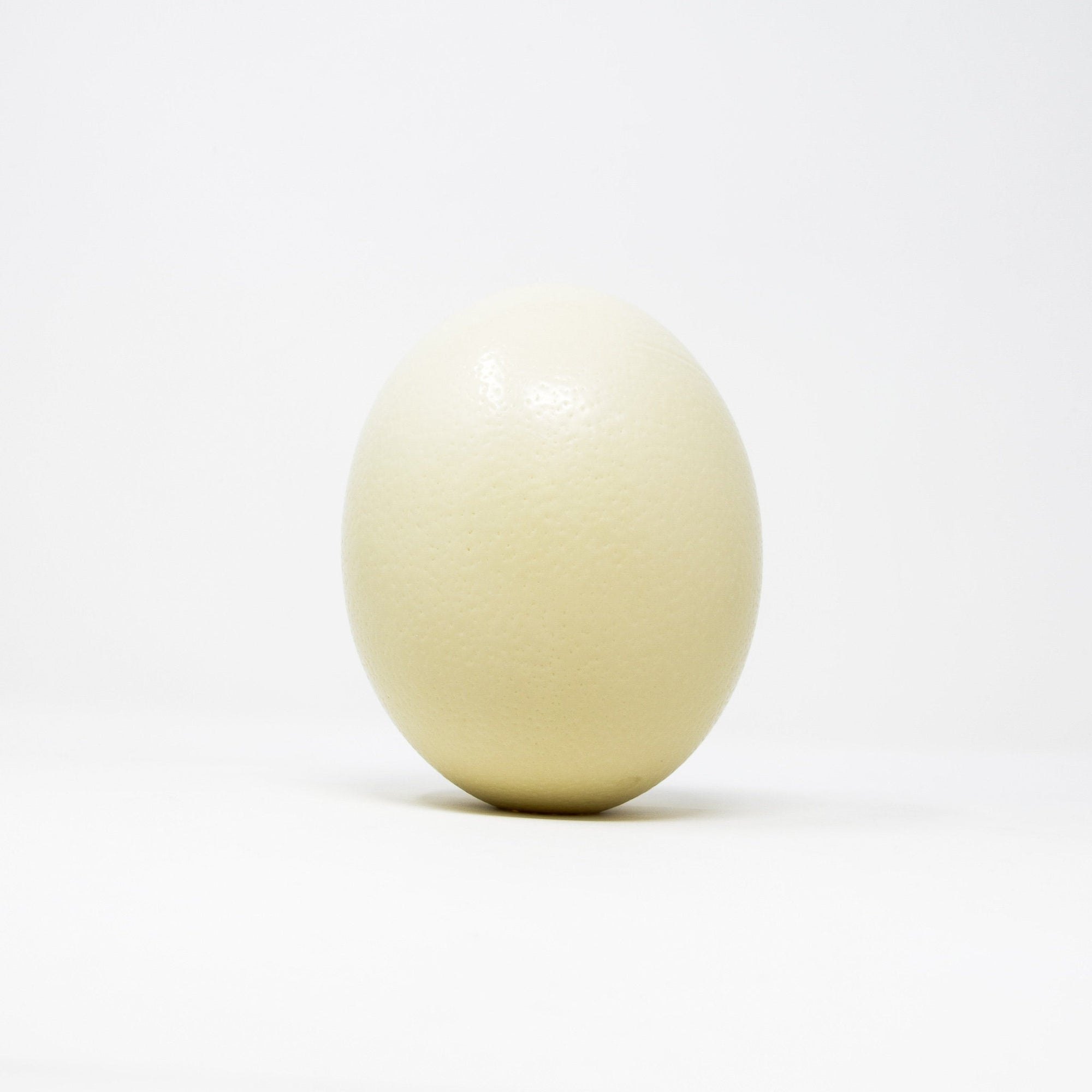 Ostrich Egg XL Top Grade, Natural History Art, Taxidermy 