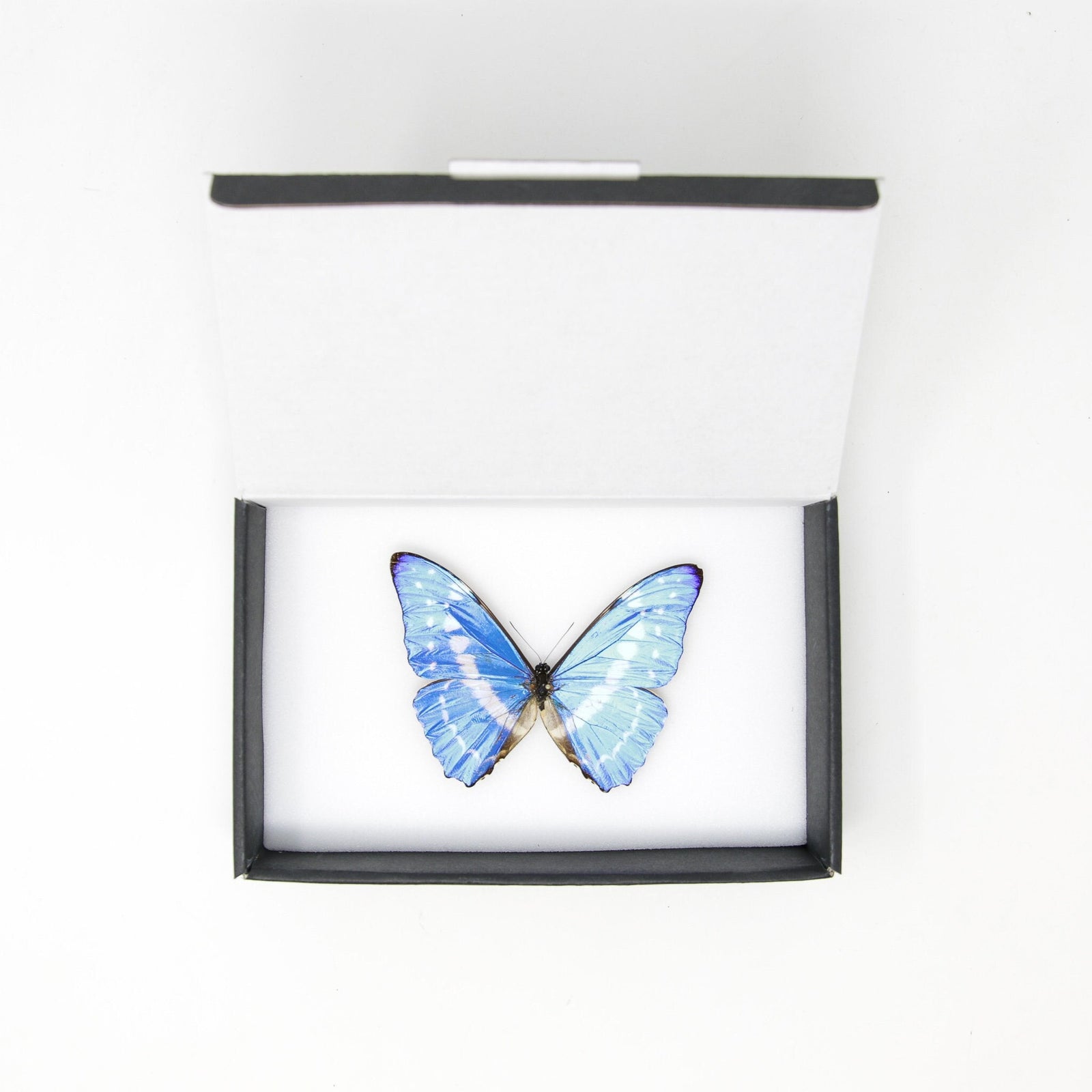 A5 set 2 'Collectanea Butterflies' Maremi's Tissue Papers – Maremi