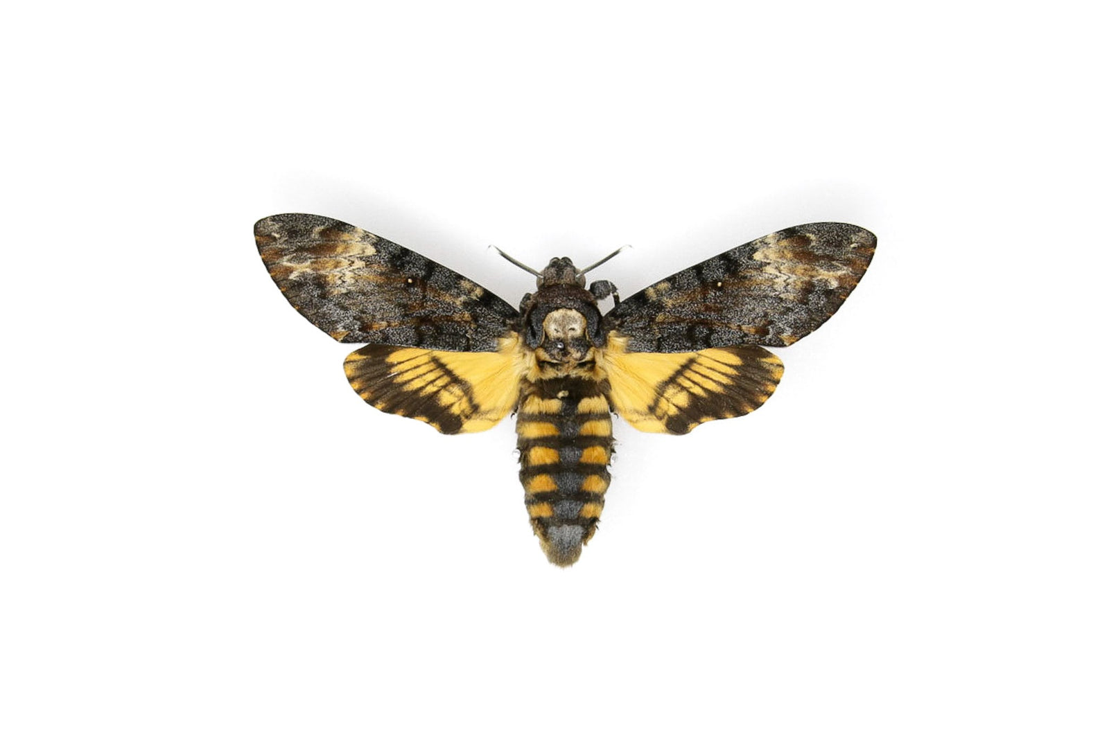 A Perfect Deaths Head Hawk Moth Real Specimen A1